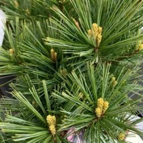 Sciadopitis verticillata - Japán ernyőfenyő
