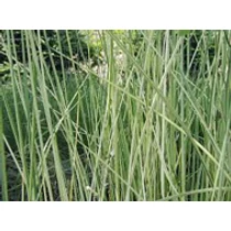 Scirpus lacustris albescens hosszanti csíkos csetkáka