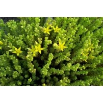 Sedum acre 'Aurea' (Borsos varjúháj) 