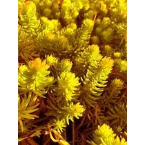 Sedum reflexum 'Angelina' (Kövi varjúháj) /sárga lomb/