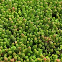 Sedum sexangulare (Hatsoros varjúháj)