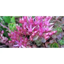 Sedum spurium 'Schorbuser Blut' (Örökzöld varjúháj)