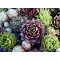 Sempervivum sp. (Kövirózsa)