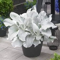 Senecio candidans 'Angel Wings' (Aggófű) /szürke lomb/