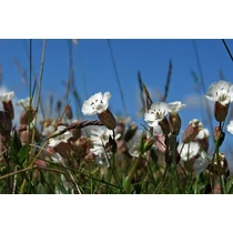 Silene alpestris (Havasi habszegfű)