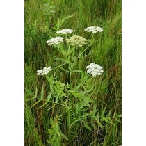 Sium latifolium Széleslevelű Békakorsó kerti tavi növény