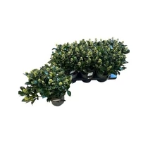 Skimmia JA WHITE MARIA