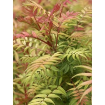 Sorbaria sorbifolia - Tollas gyöngyvessző