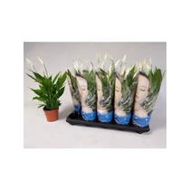 Spathiphyllum ALANA