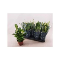 Spathiphyllum BELLINI