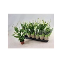 Spathiphyllum CHOPIN