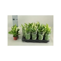 Spathiphyllum PEARL CUPIDO