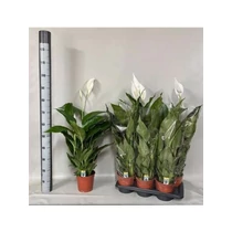 Spathiphyllum VERDI