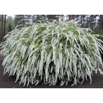 Spiraea  cinerea Grefsheim – hamvas gyöngyvessző