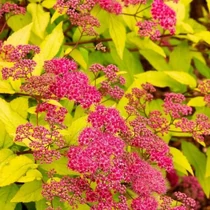 Spiraea japonica ‘Goldflame’ – japán gyöngyvessző
