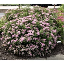 Spiraea japonica 'Little Princess' - Rózsaszín virágú gyöngyvessző