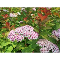 Spiraea japonica 'Sparkling Champagne' - 