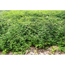 Stephanandra incisa 'Crispa' - 