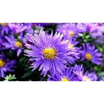 Symphyotrichum (korábban Aster) dumosum 'Bitteliness' (Törpe őszirózsa) 