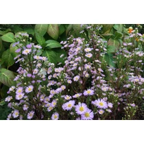Symphyotrichum (korábban Aster) ericoides 'Esther' (Őszirózsa)