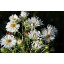 Symphyotrichum (korábban Aster) novae-angliae 'Herbstschnee' (Mirigyes őszirózsa)
