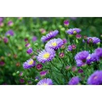 Symphyotrichum (korábban Aster) novi-belgii 'Rosenquarz' (Kopasz őszirózsa)