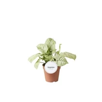 Syngonium CONFETTI