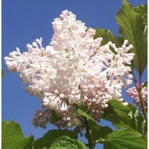 Syringa 'Agnes Smith' - Kanadai orgona