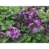 Syringa 'Bloomerang Dark Purple'® - 