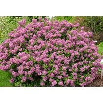 Syringa meyeri 'Lillifee'® - 