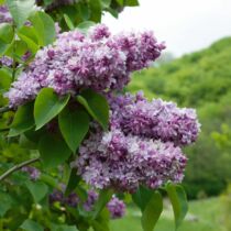 Syringa vulgaris 'Katherina Havemeyer' – Liláskék, illatos orgona