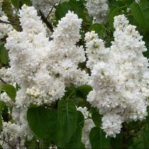 Syringa vulgaris 'Mme. Lemoine' - Fehér virágú orgona