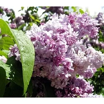 Syringa vulgaris 'Michel Buchner' – Közönséges orgona