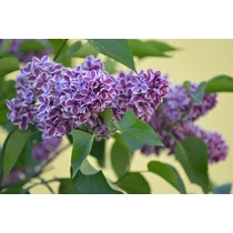 Syringa vulgaris 'Sensation' - Tarka szirmú orgona