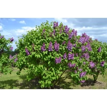Syringa vulgaris 'Professor Hoser' - Világos kékes-lilás, telt virágú orgona