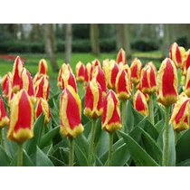 TULIPÁN STRESA