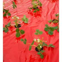 Takarófólia EPERHEZ  piros,  25 mikron60x60mm,0,95x5m,ültetési lyukakkal