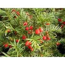 Taxus baccata - Közönséges tiszafa