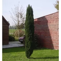 Taxus baccata 'Fastigiata Robusta' - Zöld levelű oszlopos tiszafa