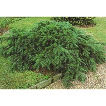 Taxus baccata 'Repandens' - Talajtakaró tiszafa
