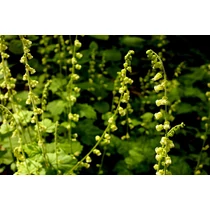 Tellima grandiflora (Csészerojt)
