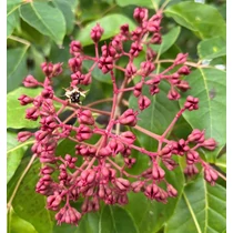 Tetradium danielii hupehensis - 