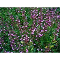 Teucrium chamaedrys (Sarlós gamandor)    