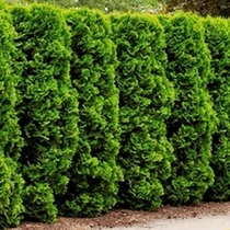 Thuja occidentalis 'Frieslandia' - Nyugati tuja (széles, kúpos)