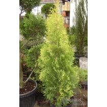 Thuja occidentalis 'Jantar' ® - Sárga oszlopos tuja