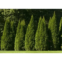 Thuja occidentalis 'Smaragd' - Nyugati  oszlopos tuja