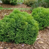 Thuja occidentalis 'Tiny Tim' - Törpe gömbtuja