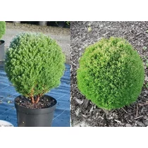 Thuja occidentalis 'Woodwardii' - Gömbtuja