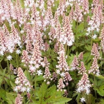 Tiarella  'Pink Skyrocket' (Turbántok) /zöld lomb, bordó erezet/