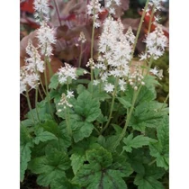 Tiarella  'Running Tiger' (Turbántok) /zöld lomb, sötétbarna erezet/